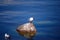 A lake gull sits on a rock protruding from the water. Neva Bay, along the coast.