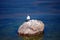 A lake gull sits on a rock protruding from the water. Neva Bay, along the coast.