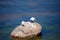 A lake gull sits on a rock protruding from the water. Neva Bay, along the coast.