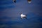 Lake gull swims along the coast of the Neva Bay.