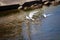 Lake gulls circle on a Sunny summer day near the shore of the Gulf of Finland. Walk along the Baltic sea coast.