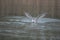 a lake gulls fly excitedly over the water in search of food