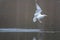 A lake gulls fly excitedly over the water in search of food