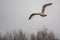 a lake gulls fly excitedly over the water in search of food