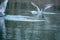 a lake gulls fly excitedly over the water in search of food