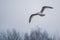 a lake gulls fly excitedly over the water in search of food