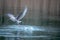 a lake gulls fly excitedly over the water in search of food
