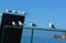 Lake gulls at Ohrid Lake