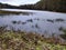 Lake Haukkalampi covered in ice in the Nuuksio Nationalpark