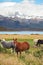 At lake the herd of magnificent horses