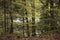 Lake inside the forest in spring. Lush foliage. Tree trunks, wood landscape in mountains. Black Forest, Germany.