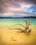 Lake Jocassee Beach with Driftwood Landscape