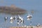 Lake Karla , Greece , wild flora and fauna