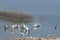 Lake Karla , Greece , wild flora and fauna