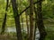 Lake in Kaszuby surrounded by the trees. Poland.