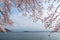 Lake kawaguchiko and Mount fuji with cherry blossom