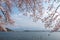Lake kawaguchiko and Mount fuji with cherry blossom