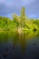 The lake at Kelsey Park, Beckenham, London with dramatic grey clouds, sunny trees, Canada geese and a mallard duck