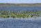 Lake Kissimmee swamp vegetation and open water in central Florid