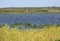 Lake Kissimmee swamp vegetation and open water in central Florid