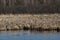 Lake landscape, reed, ripple surface water