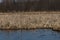 Lake landscape, reed, ripple surface water