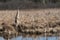 Lake landscape, reed, ripple surface water