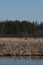 Lake landscape, reed, ripple surface water