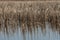 Lake landscape, reed, ripple surface water