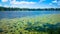 The lake with lilies. Summer landscape with a pond.