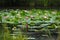 A lake with lots of pink flowering lotuses