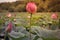 Lake of lotuses in the Far East taiga / Pink flowers with large green leaves /