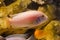 Lake Malawi cichlid fish Maylandia estherae in pseudo marine aquarium with stones background, beautiful freshwater aqua design