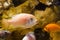 Lake Malawi cichlid fish Maylandia estherae in pseudo marine aquarium with stones, beautiful freshwater aqua design