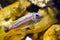Lake Malawi Maingano cichlid, mbuna Melanochromis fish species in pseudo marine aquarium with natural looking stone background