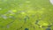 Lake with mangroves on the island of Mindanao, Philippines.