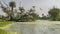 The lake in the marshy area is covered with duckweed.