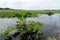 Lake at Mayan ruins at coba,cancun,mexico