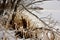 Lake Michigan Cold Winter Icicles