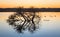 Lake Monger at Dawn