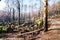 Lake Mountain after Black Saturday Fires in Australia