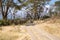 Lake Naivasha - Crescent Island - Zebra family herd blocks the trail path for tourists to go on a walking safari