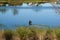 A lake in a neighborhood with an anhingha bird standing on a branch