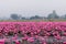 Lake Nong Harn, Thailand