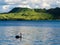 Lake Okatania NZ Black Swan Cygnus atratus