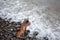 Lake Ontario shoreline with pebbles