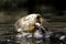 Lake Otter Eating Fish