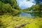 Lake overgrown with green duckweed, summer time.