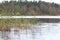 Lake overgrown reeds, lake, autumn forest.