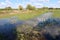 The lake is overgrown with young shoots of reeds.